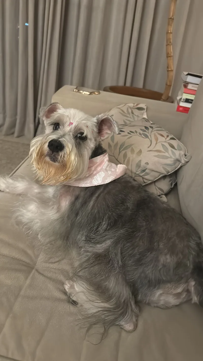 Vida, a nossa Schnauzer miniatura