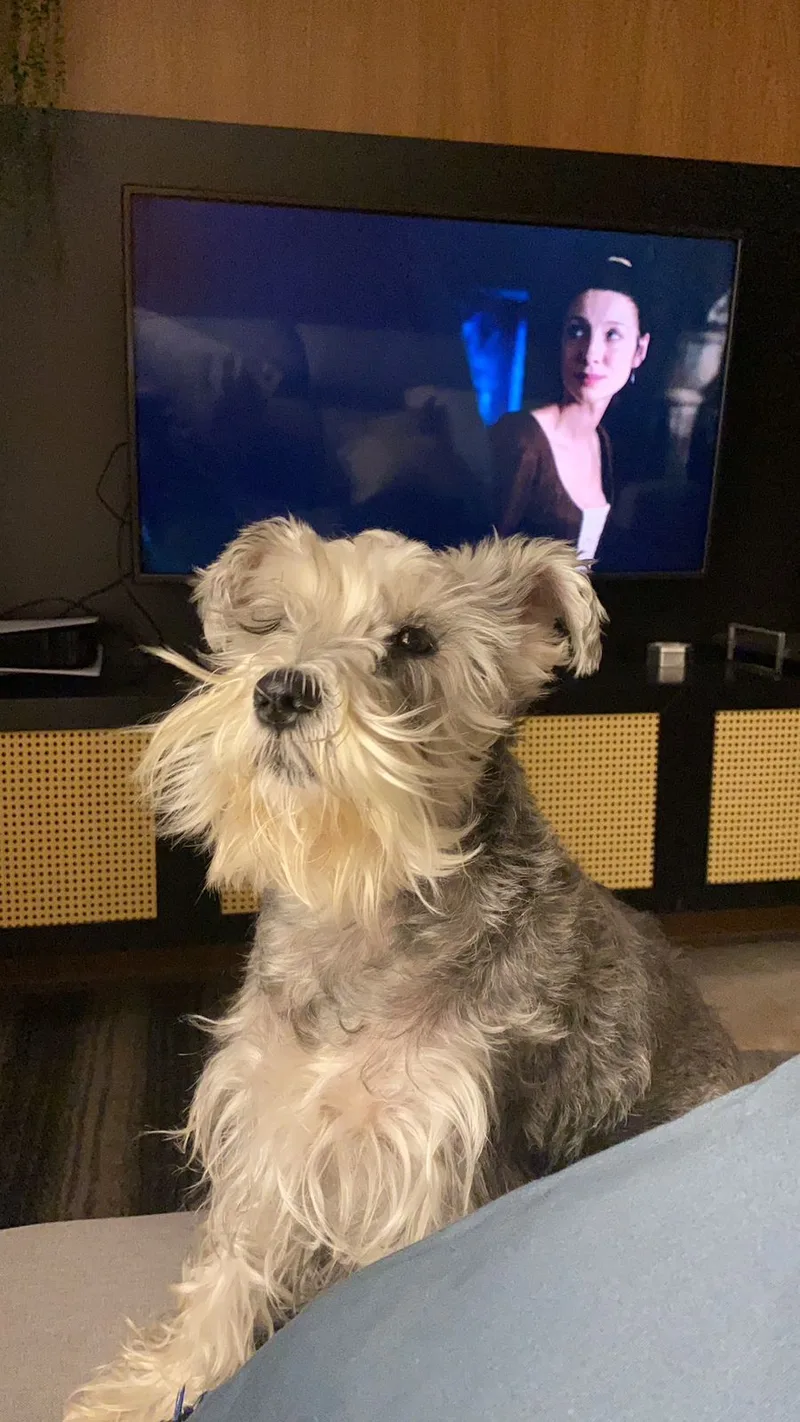 Vivi, a nossa Schnauzer miniatura